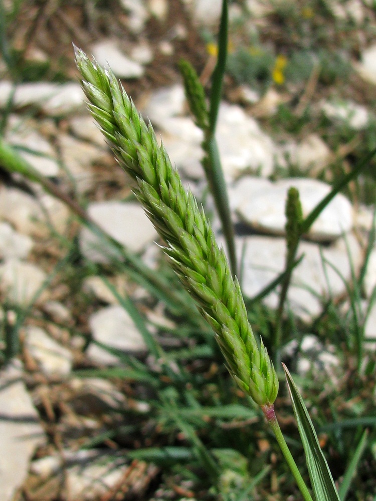 Image of Koeleria splendens specimen.