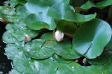 Nymphaea odorata