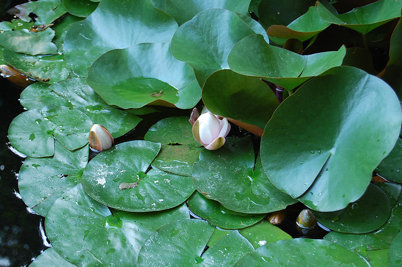 Изображение особи Nymphaea odorata.