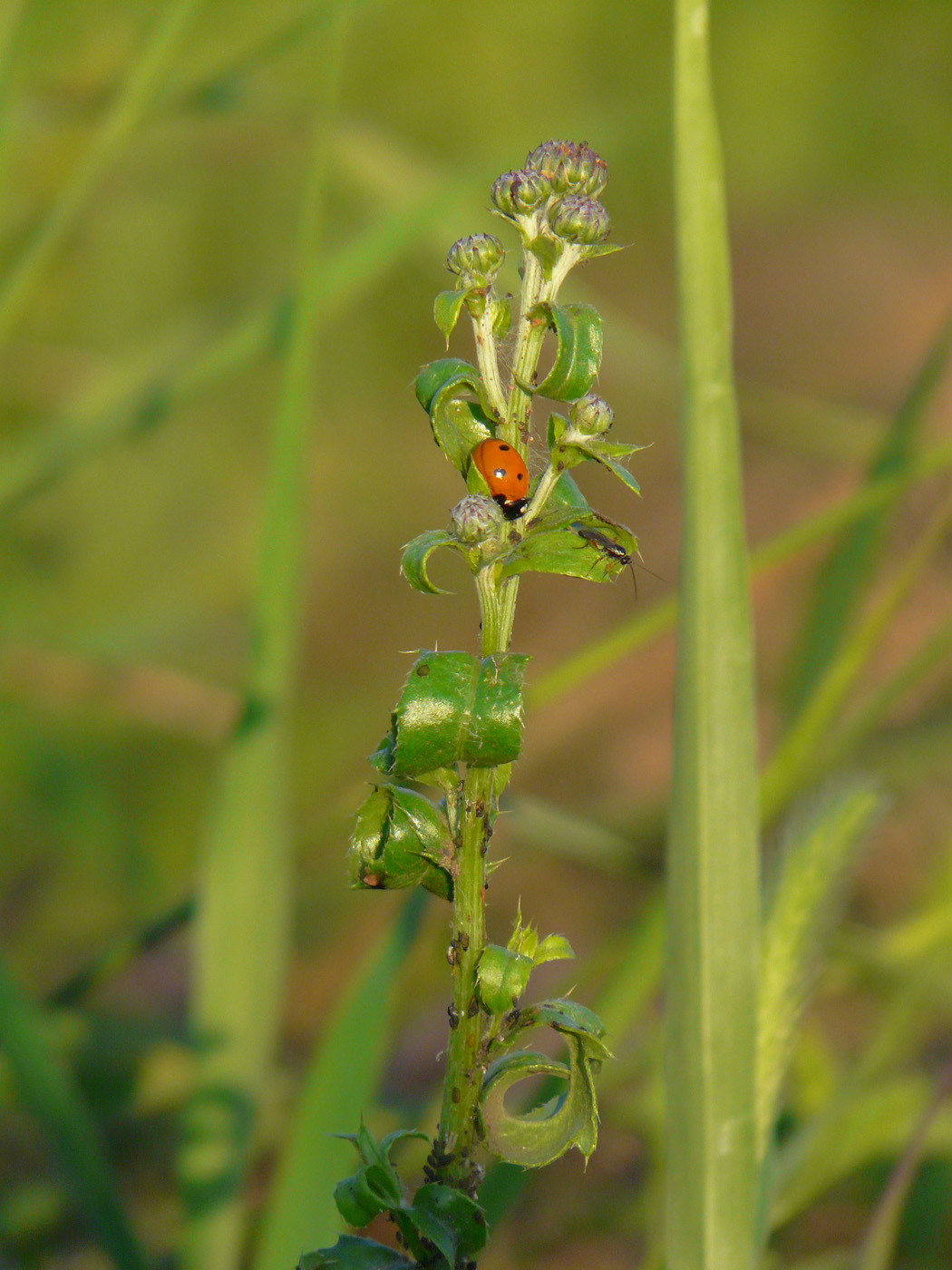 Image of Cirsium setosum specimen.