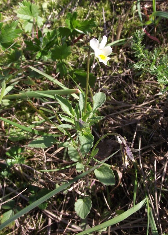 Image of Viola arvensis specimen.