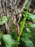 Arum korolkowii