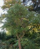 Cinnamomum camphora. Вегетирующее растение. Германия, г. Essen, Grugapark. 29.09.2013.