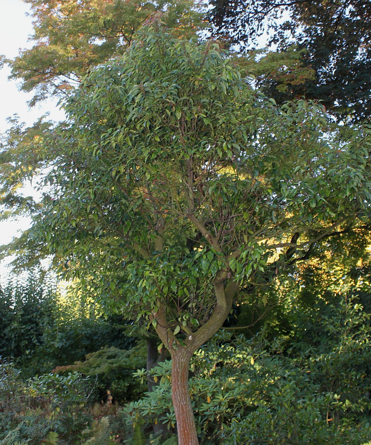 Изображение особи Cinnamomum camphora.