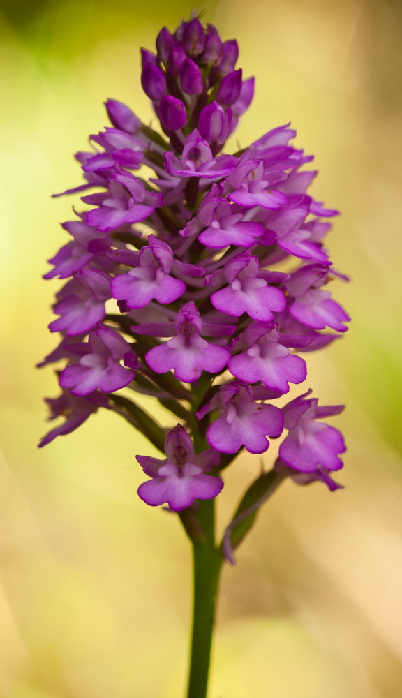 Изображение особи Anacamptis pyramidalis.