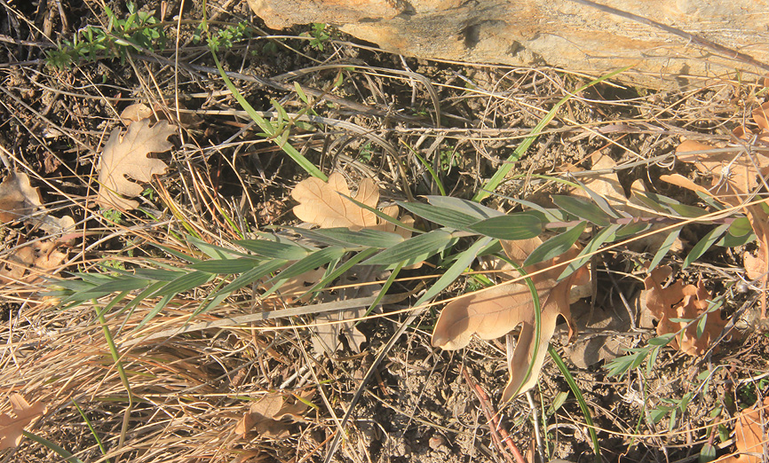 Image of Linum nervosum specimen.