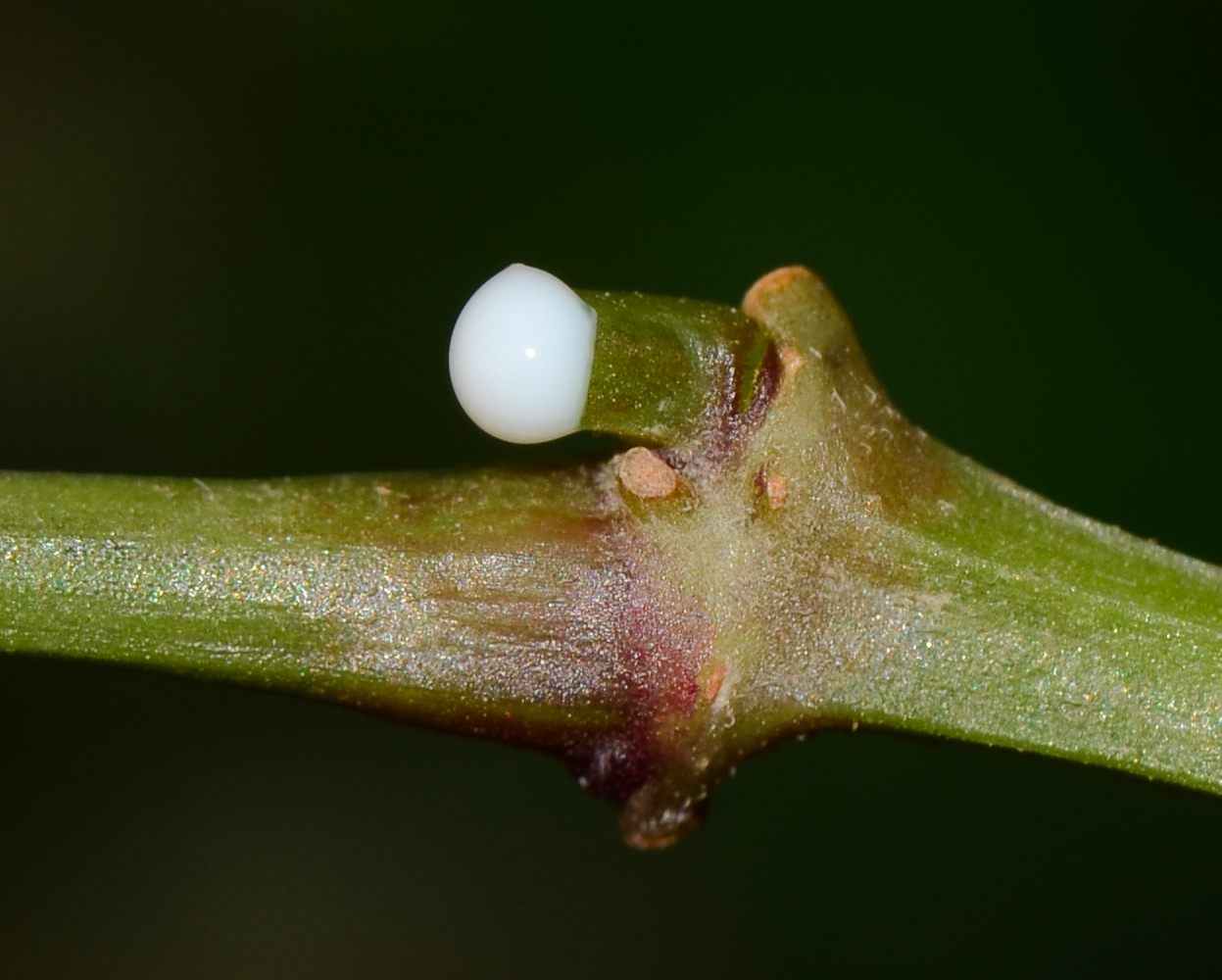 Изображение особи Euphorbia graminea.