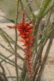 Fouquieria splendens. Соцветие. США, Калифорния, Joshua Tree National Park. 19.02.2014.