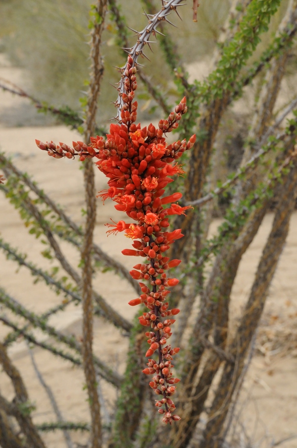 Изображение особи Fouquieria splendens.