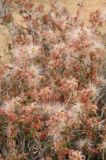 Calliandra eriophylla