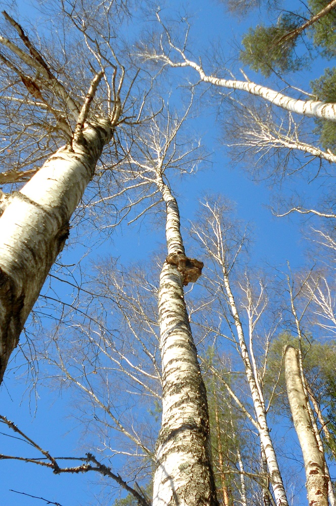 Изображение особи род Betula.