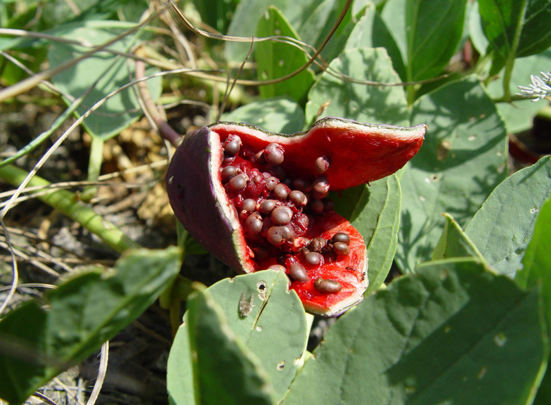 Image of Capparis herbacea specimen.