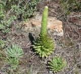 Orostachys spinosa. Вегетирующие и расцветающее растения. Восточный Казахстан, Уланский р-н, сопки в окр. с. Украинка. 21.07.2012.