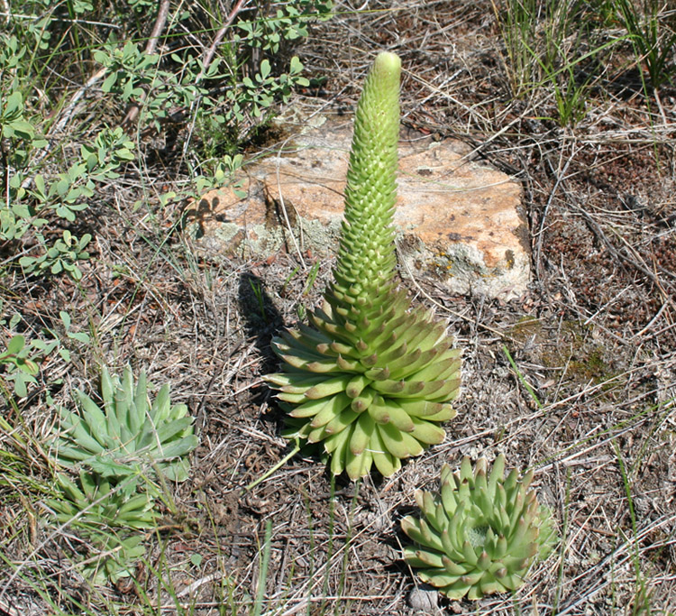 Image of Orostachys spinosa specimen.