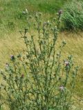 Cirsium vulgare. Цветущее растение. Нидерланды, окрестности Гронингена. Июль 2006 г.