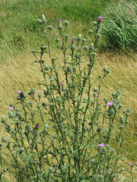 Image of Cirsium vulgare specimen.