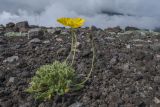 Papaver microcarpum