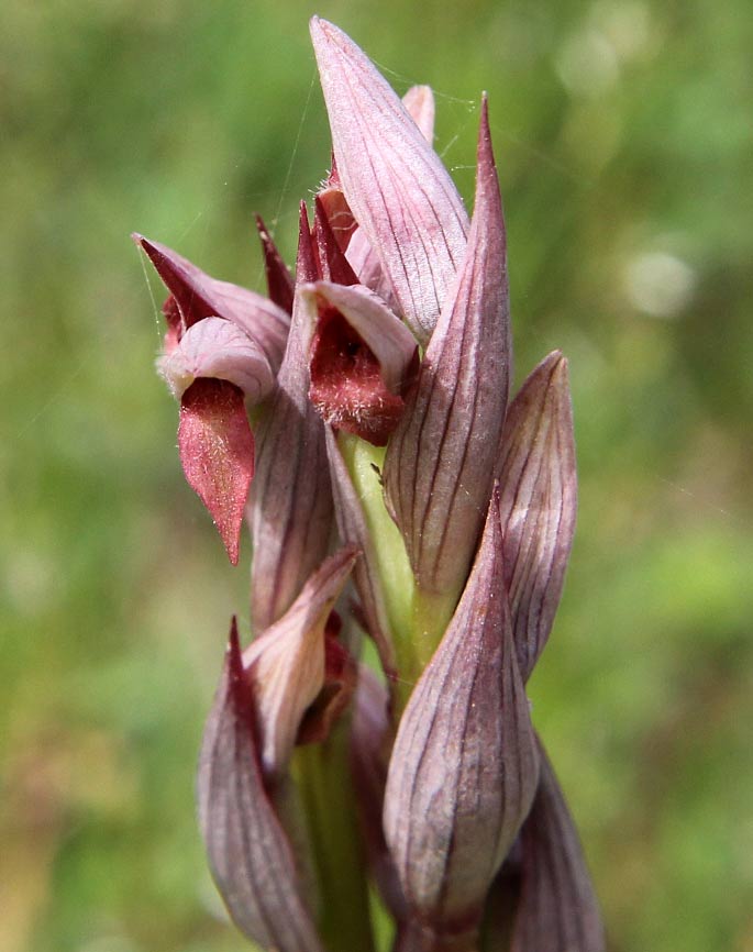 Image of genus Serapias specimen.