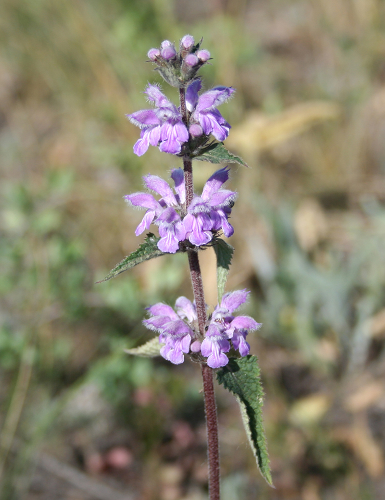 Image of Phlomoides agraria specimen.