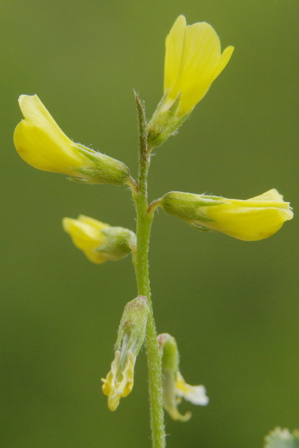 Image of Trigonella strangulata specimen.