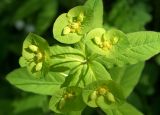 Euphorbia squamosa