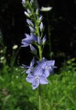 Veronica teucrium. Нижняя часть соцветия. Крым, Бахчисарайский р-н, окр. с. Соколиное, поляна в буковом лесу. 25 мая 2014 г.