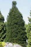 Sequoiadendron giganteum. Взрослое растение. Германия, г. Дюссельдорф, Ботанический сад университета. 04.05.2014.