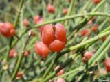 Ephedra distachya