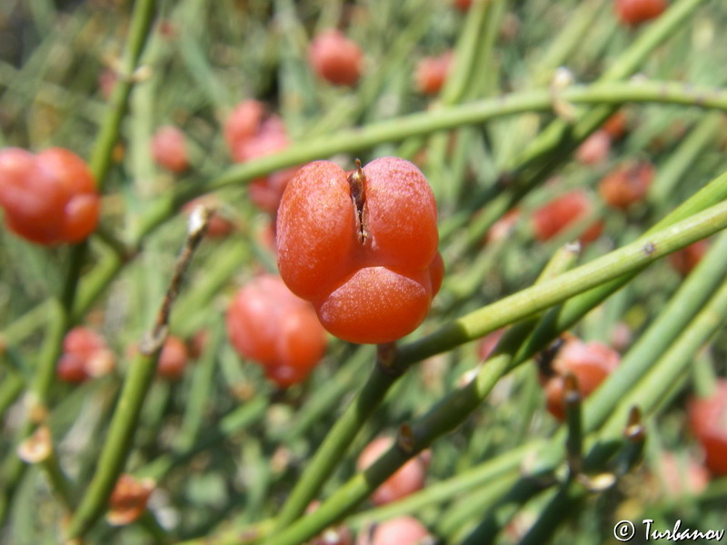 Изображение особи Ephedra distachya.