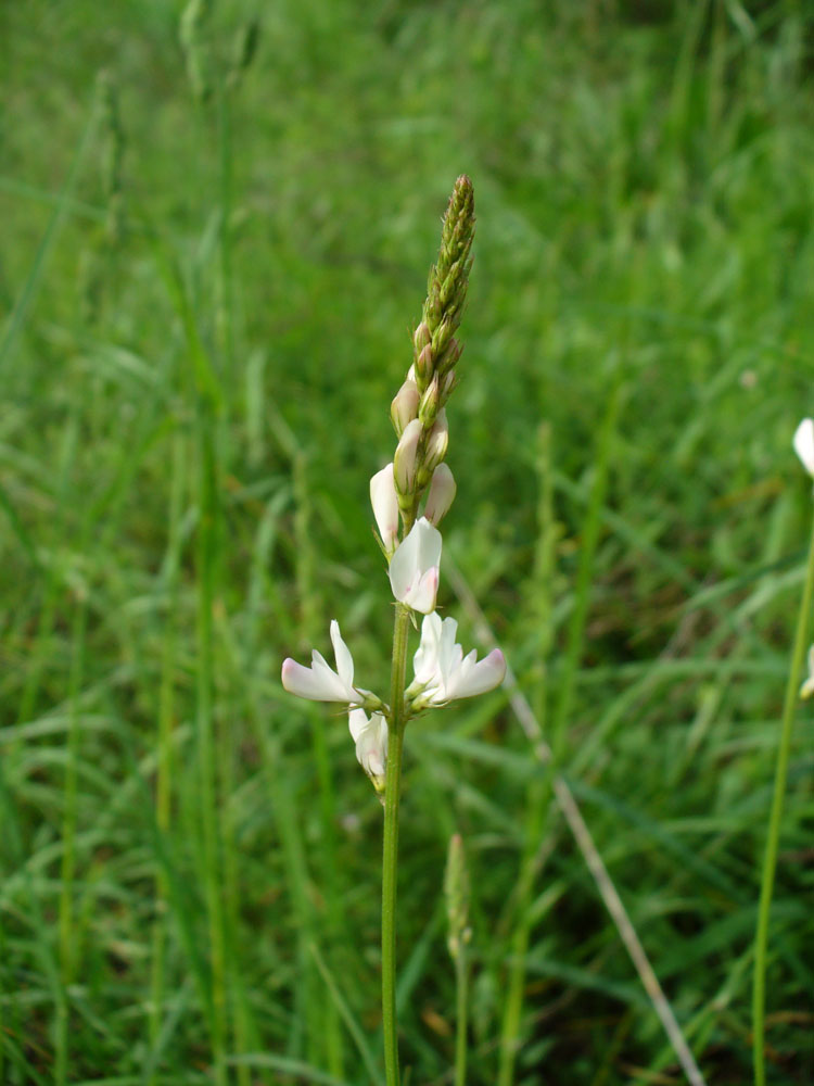 Image of Onobrychis petraea specimen.