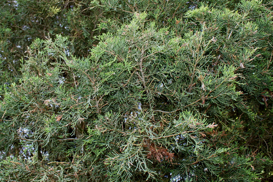 Изображение особи Juniperus virginiana.