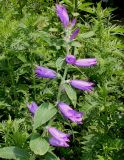 Campanula latifolia