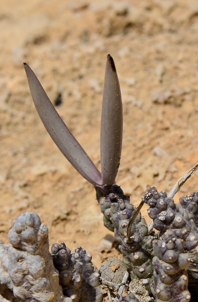 Изображение особи Caralluma europaea.