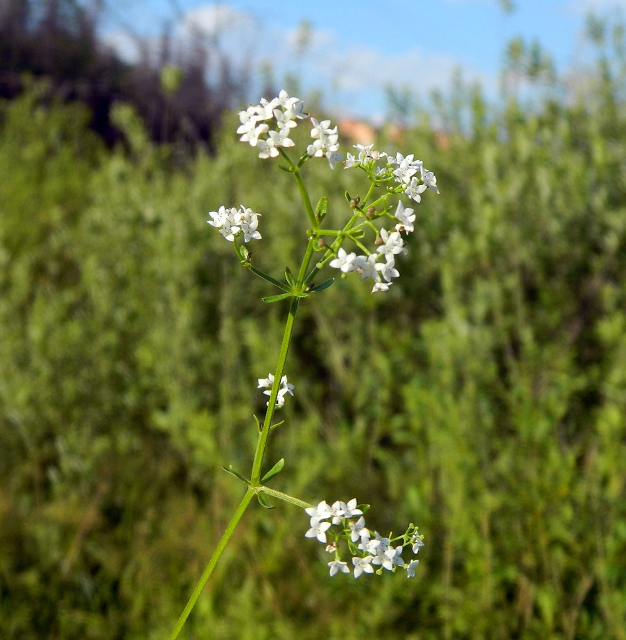 Image of Galium palustre specimen.