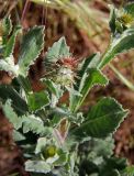 Centaurea seridis ssp. sonchifolia