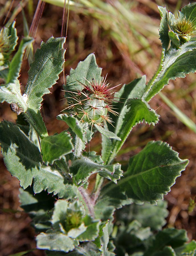 Изображение особи Centaurea seridis ssp. sonchifolia.