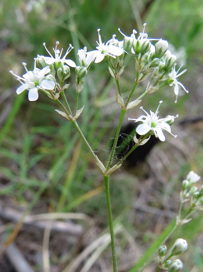 Image of Gypsophila altissima specimen.