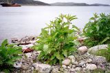 Rumex aquaticus