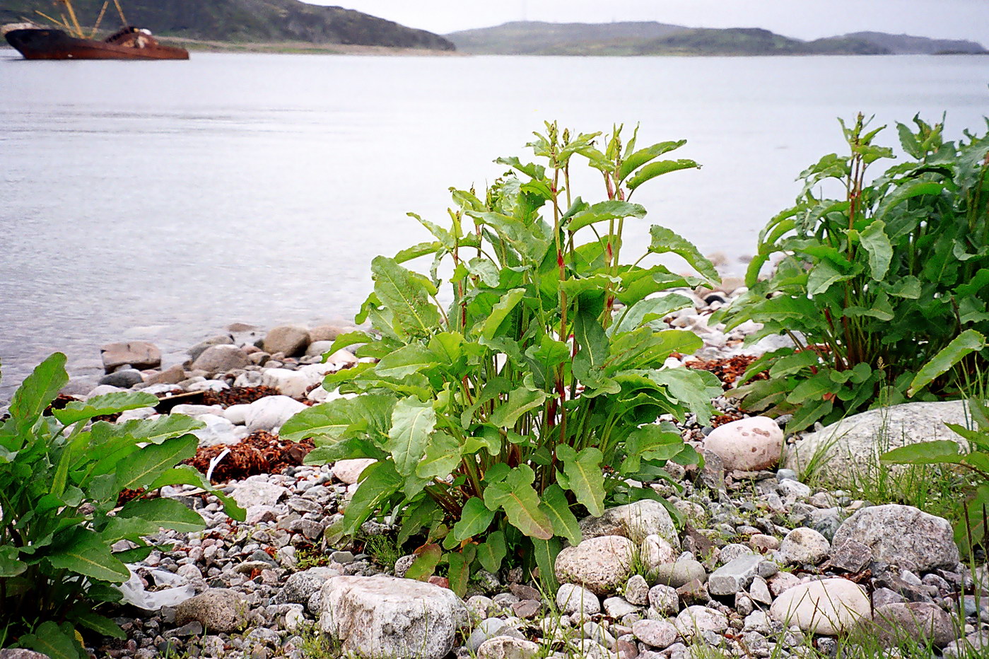 Image of Rumex aquaticus specimen.
