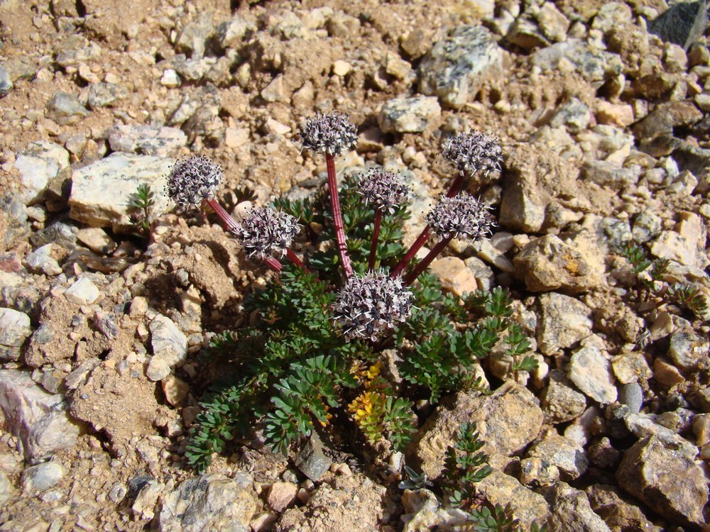 Image of Hymenolaena nana specimen.