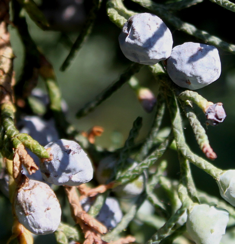 Изображение особи Juniperus virginiana.