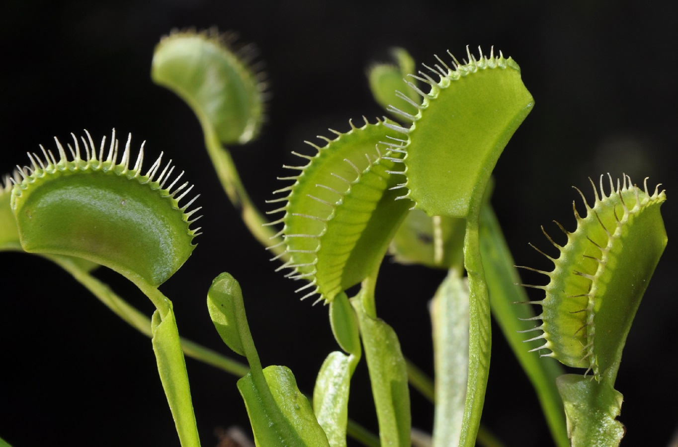 Изображение особи Dionaea muscipula.