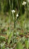 Antennaria dioica