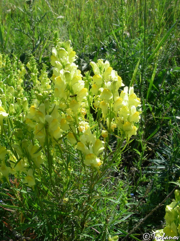 Image of Linaria vulgaris specimen.