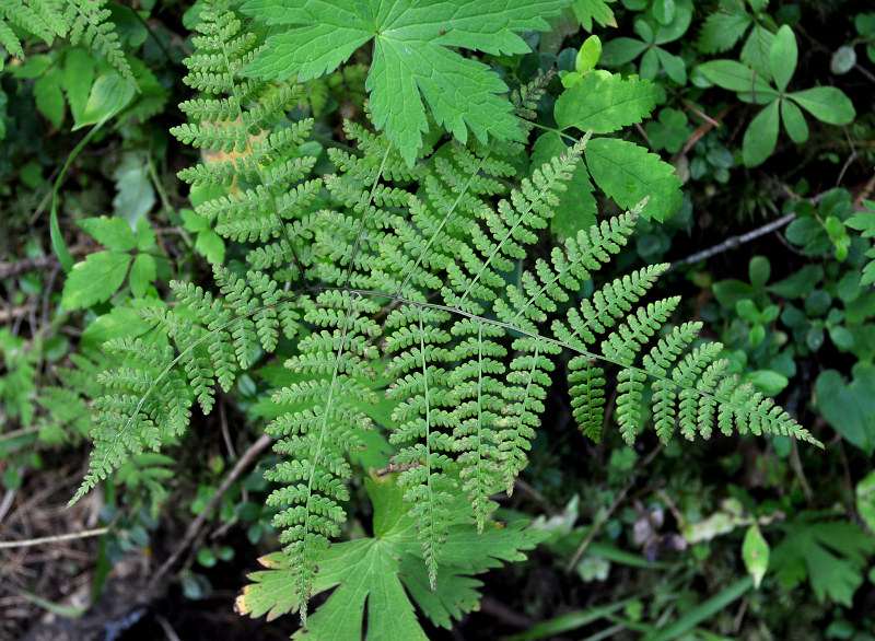 Image of Diplazium sibiricum specimen.