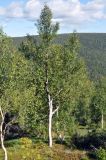 Betula pubescens. Взрослое дерево. Республика Коми, Печоро-Илычский заповедник, хр. Мань-Пупунёр. 19.08.2014.