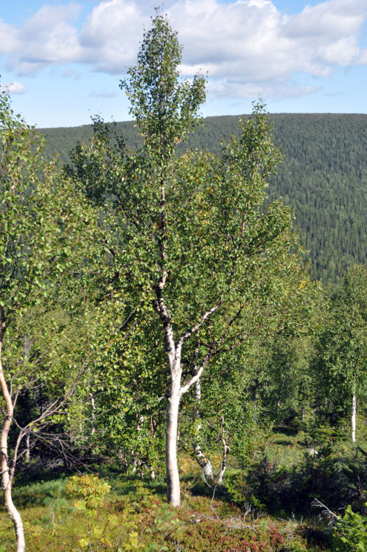 Изображение особи Betula pubescens.