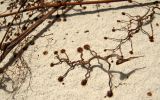 Parthenocissus tricuspidata