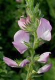 Ononis arvensis ssp. spinescens