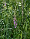 Digitalis purpurea